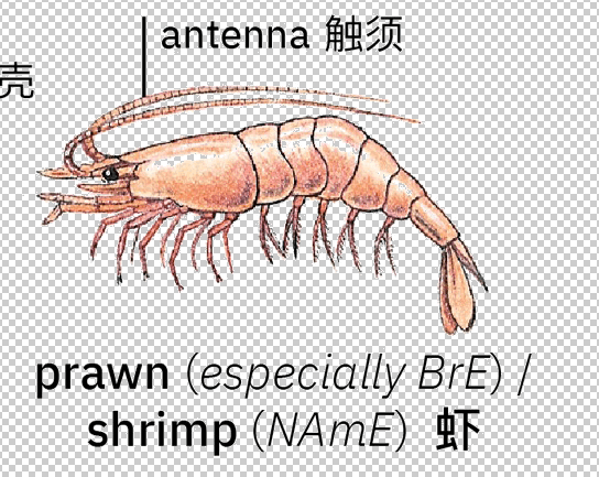 prawn