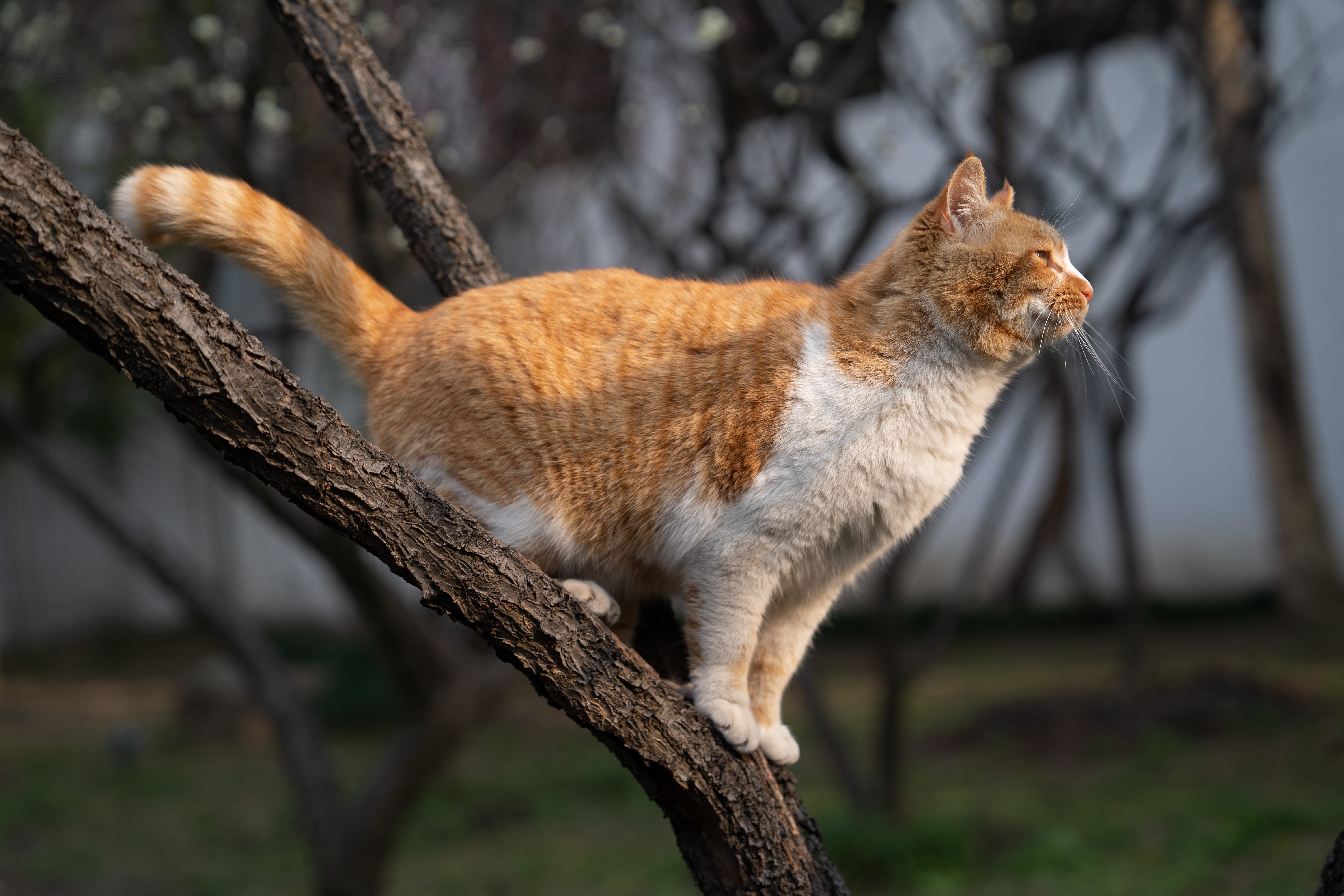 怡园 小猫